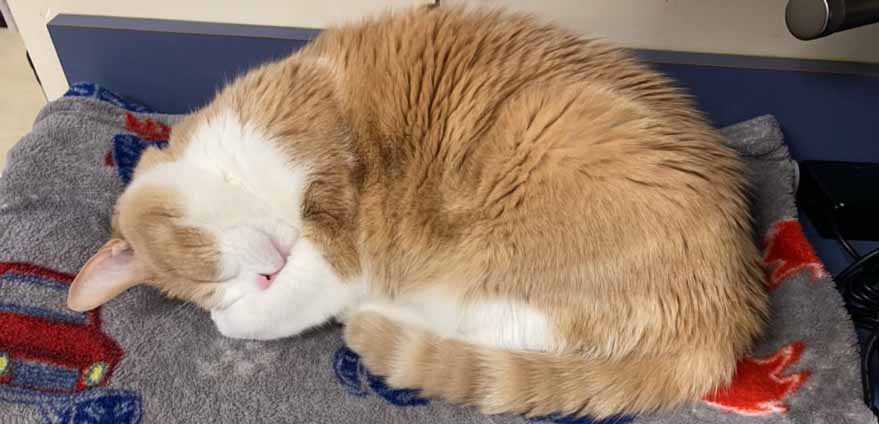 Cat Nap